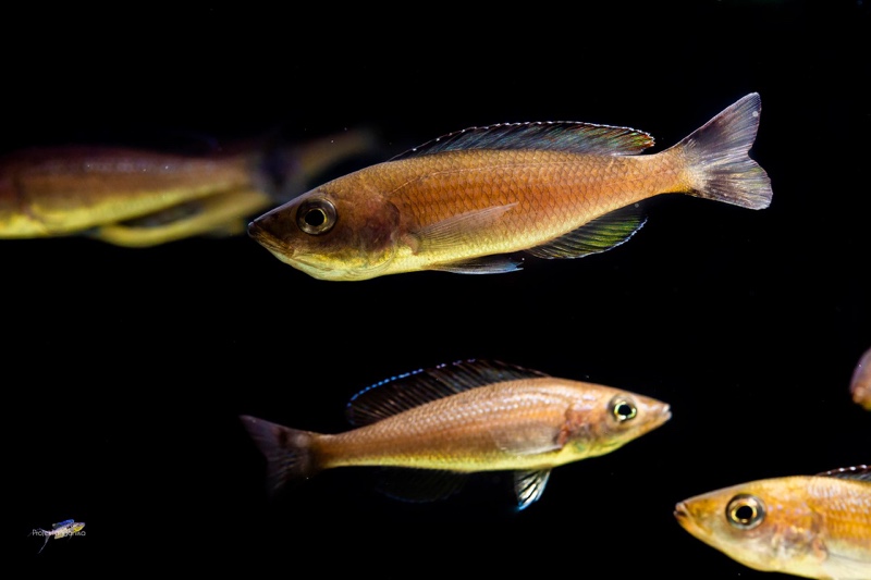 Cyprichromis sp. 'brilliant jumbo' Kitumba